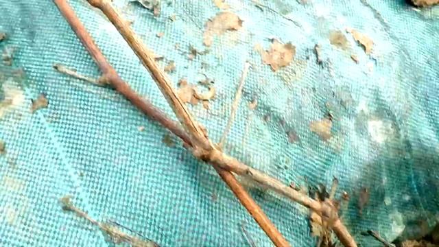 Открытие виноградника в конце марта 2023. Не рано ли? Минская область, Беларусь. смотреть онлайн