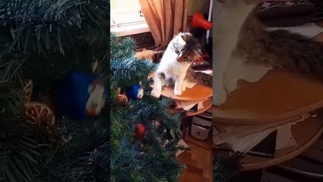 Дымка ест елку , ему 9 месяцев смотреть онлайн