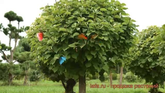 Липа крупнолистная штамб (tilia Platyphyllos) ? липа штамб обзор: как сажать крупномеры липы штамб