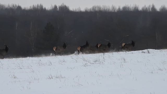 Благородные олени смотреть онлайн