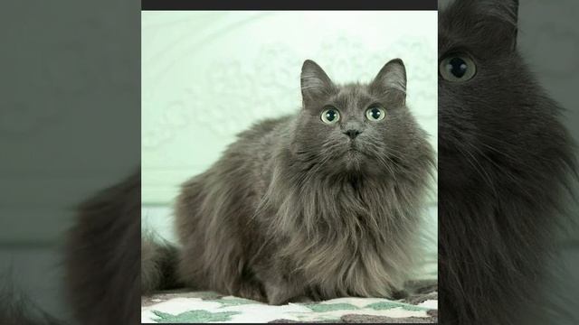 Нибелунг-порода кошки.#shorts смотреть онлайн