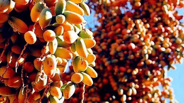 Искатель фиников, заблудившийся в финиковом саду. Джеффри Ротшильд. смотреть онлайн