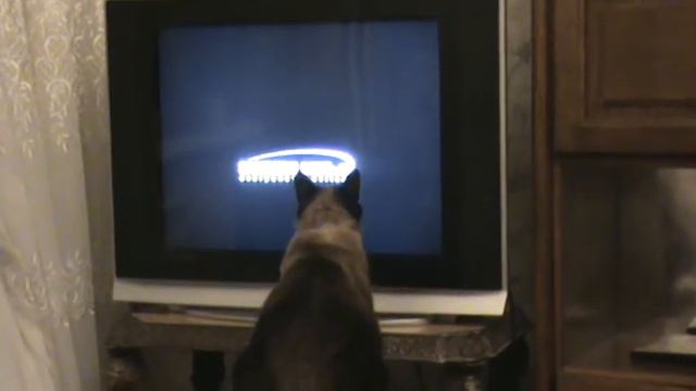 Кот смотрит телевизор смотреть онлайн