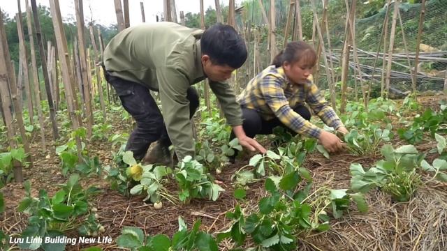 Growing strawberries in the garden, Harvesting dong leaves to sell, Luu Linh Buiding New Life смотреть онлайн