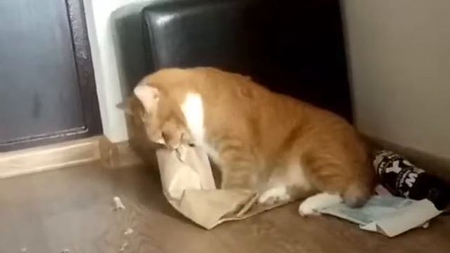 голодный кот, рыжий кот, злой кот, бумажный пакет, диета для котов, правильное питание для котов, смотреть онлайн