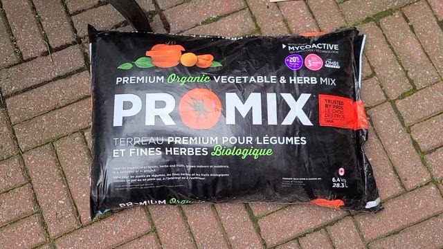 How to Grow Mexican Fan Palm (Washingtonia Robusta) from seed Part 1 смотреть онлайн