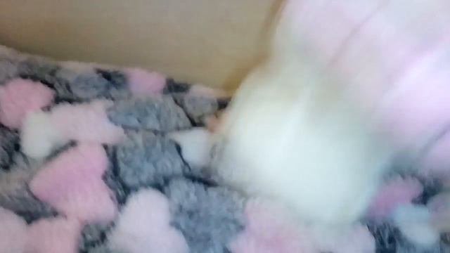 Мягкие игрушки!!!!!!!! смотреть онлайн