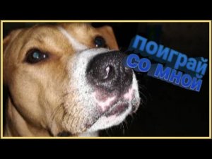 Собака играка