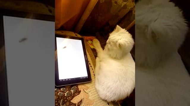 Капитон смотреть онлайн