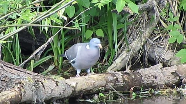 Птицы Белгородской области - Вяхирь file 8586 смотреть онлайн