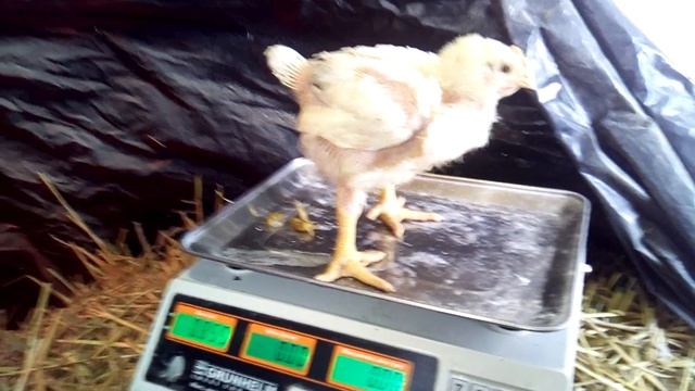 Вес бройлеров в 20 дней. Яка їх вага. смотреть онлайн