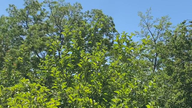 Жуткий ветер и его последствия , огород