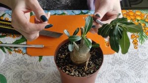 АДЕНИУМ прививки февраля 2023 НОВЫЕ СОРТА в коллекцию #адениум #adenium