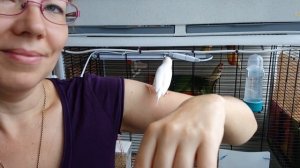Выкормыш амадины гульда! Gouldian finch hand feeding