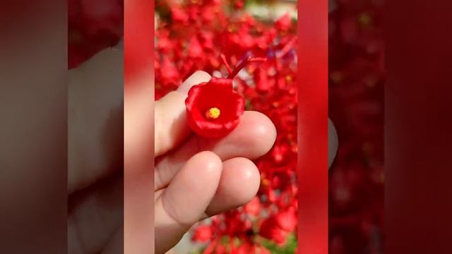 Брахи́хитон кленоли́стный (лат. Brachychiton acerifolius) 18.06.2021г смотреть онлайн