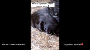 Все части озвучки горилл “Мысли мужика» от @atmostaz