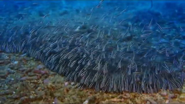 IMAX тайны подводного мира смотреть онлайн