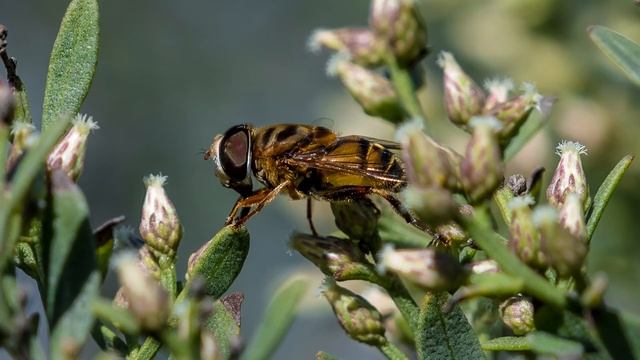 Nikon D850 - Beautifully Detailed Macro With Nikkor 200-500mm Crops and Full Frame Examples смотреть онлайн