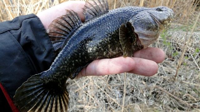 Какая речная рыба самая живучая? Ты будешь удивлен! смотреть онлайн