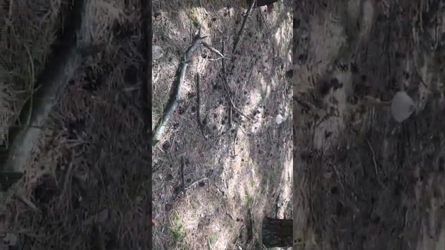 Ведьмин круг из зонтиков! Грибы в лесу - Зонтик пёстрый. Macrolepiota Procera смотреть онлайн