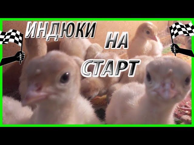 Индюки в Зауральском подворье //Жизнь в деревне смотреть онлайн