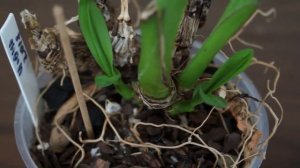 РЕАНИМАЦИЯ цимбидиума:УСПЕХИ!