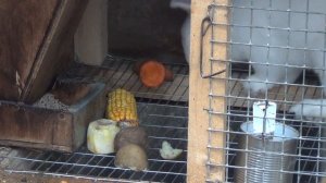 Кормление кроликов!!!Полный рацион!!!Так кормить сможет каждый!!!