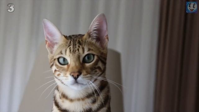 Самые Необычные Породы Кошек в Мире смотреть онлайн