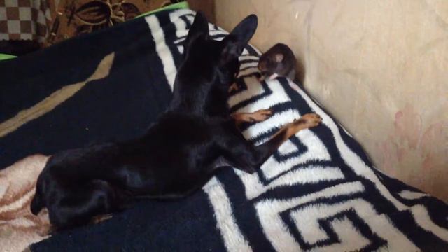 Вот что значит безвыходное положение))) часть 1 смотреть онлайн