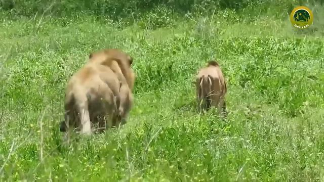 क्या होगा जब भिड़ेंगे जंगल के ये दो सबसे खूंखार शिकारी | Tiger vs Lion में कौन जीतेगा смотреть онлайн