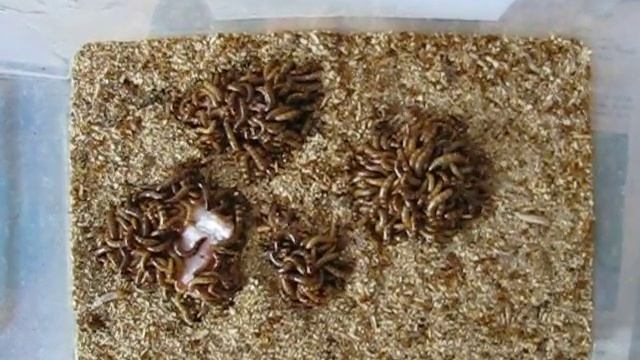 Личинки зофобаса едят мясо смотреть онлайн