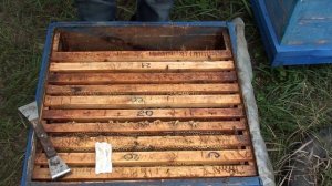 Пчеловодство. Обработка пчел муравьиной кислотой осенью