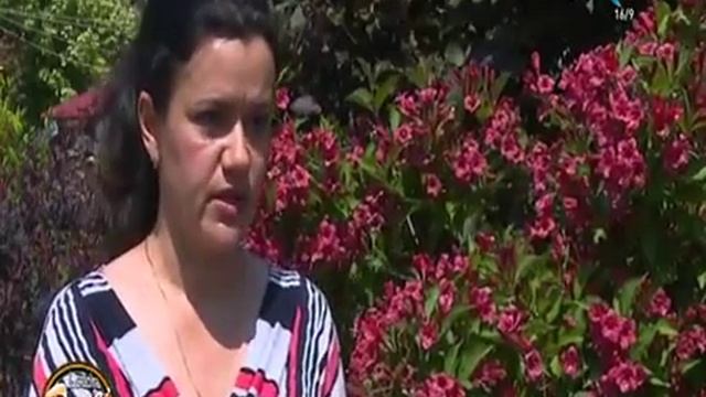 Bianca Stefanoiu Weigela Florida Pepiniera Peris смотреть онлайн