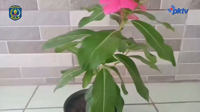 Bontang Simpel JAGO | SMK KELAS X | BAHASA INDONESIA | LAPORAN HASIL OBSERVASI | SISWATININGSIH, SP смотреть онлайн