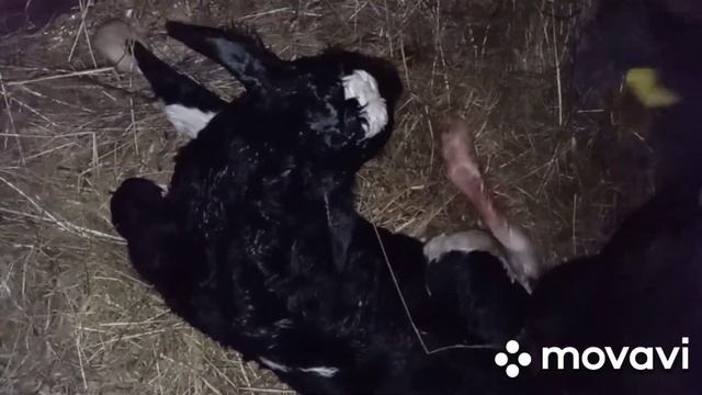 Как рождается телёнок.Первое кормление телёнка. смотреть онлайн