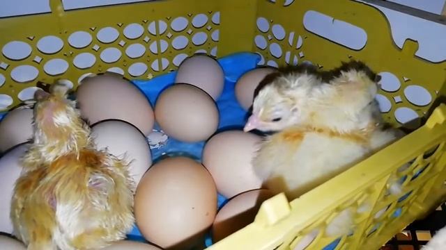 Вылупление цыплят Бройлеров смотреть онлайн