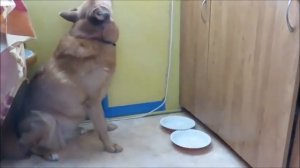 Самая умная собака. Лайка.