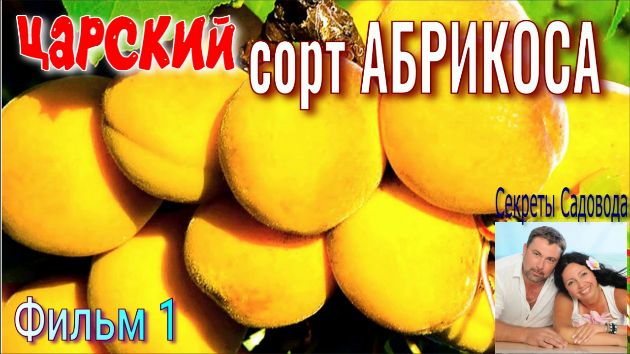 Абрикос ЦАРСКИЙ - 1 Серия, Один из Лучших Сортов среди Абрикосов. "Секреты Садовода" смотреть онлайн