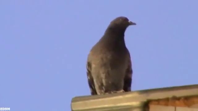 Funny Pigeon 31.05.2011 смотреть онлайн