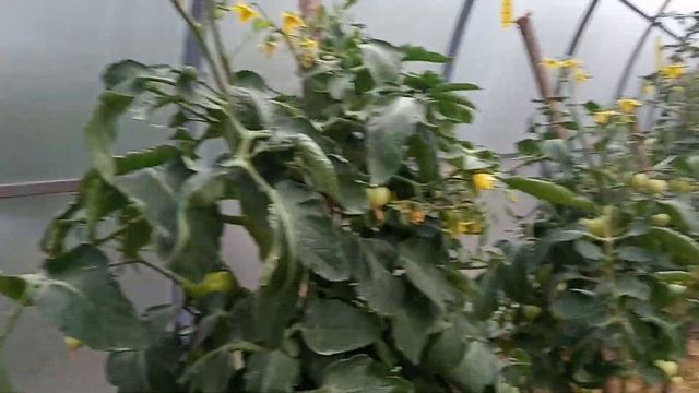 Томат -Мазарини F1 смотреть онлайн