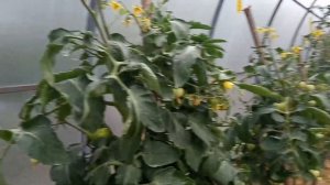 Томат -Мазарини F1