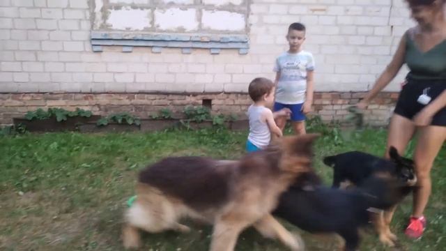 Собаки и дети. Выбираем подход. смотреть онлайн