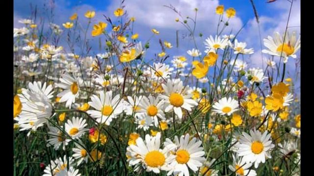 Ромашки - самые красивые цветы смотреть онлайн