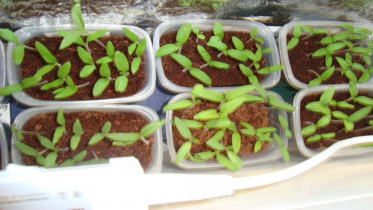 ОБЗОР РАССАДЫ НА 22 МАРТА /ЗЕМЛЯНИКА ,ТОМАТЫ ,ЛУК ПОРЕЙ , ОГУРЦЫ, ПЕТУНИЯ смотреть онлайн