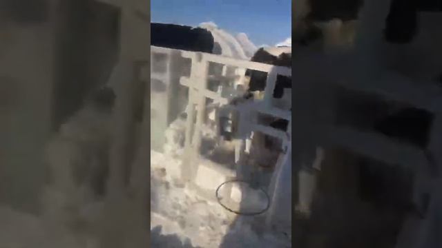 Бычки холмогоры ...Новый завоз .Звоните 89601076863 смотреть онлайн