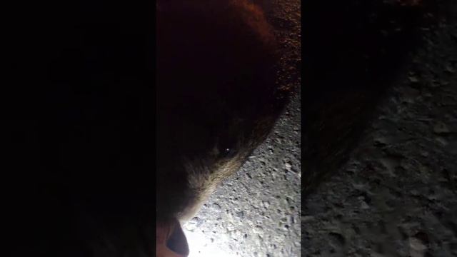 Кабаны в деревне. Сбил кабана. Авария кабаны. Ужас сбили 8 кабанов. Сбили стаю кабанов