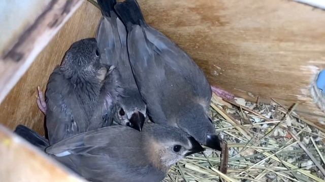 Птенцы Рисовых амадин смотреть онлайн