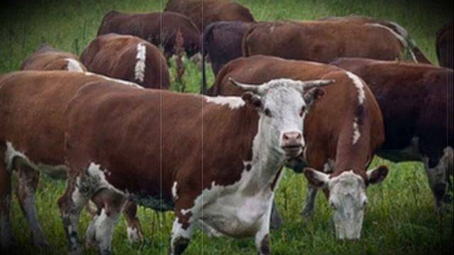 Герефордская порода домашних коров