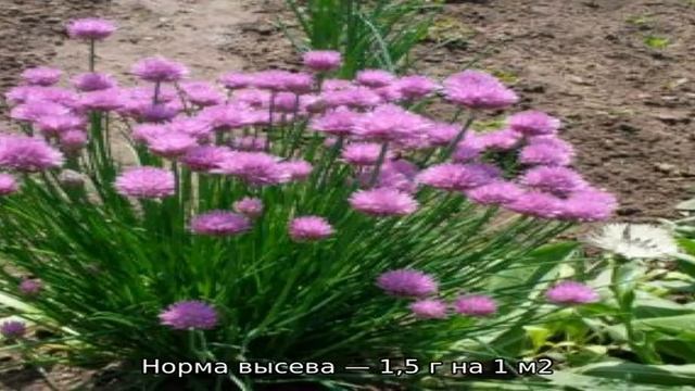 Выбираем, какой лук посадить под зиму на зелень и сажаем его правильно смотреть онлайн