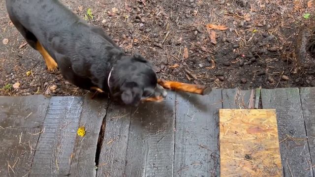 Panther Luna and Venza sort things out ? / Jealous Rottweiler ? смотреть онлайн